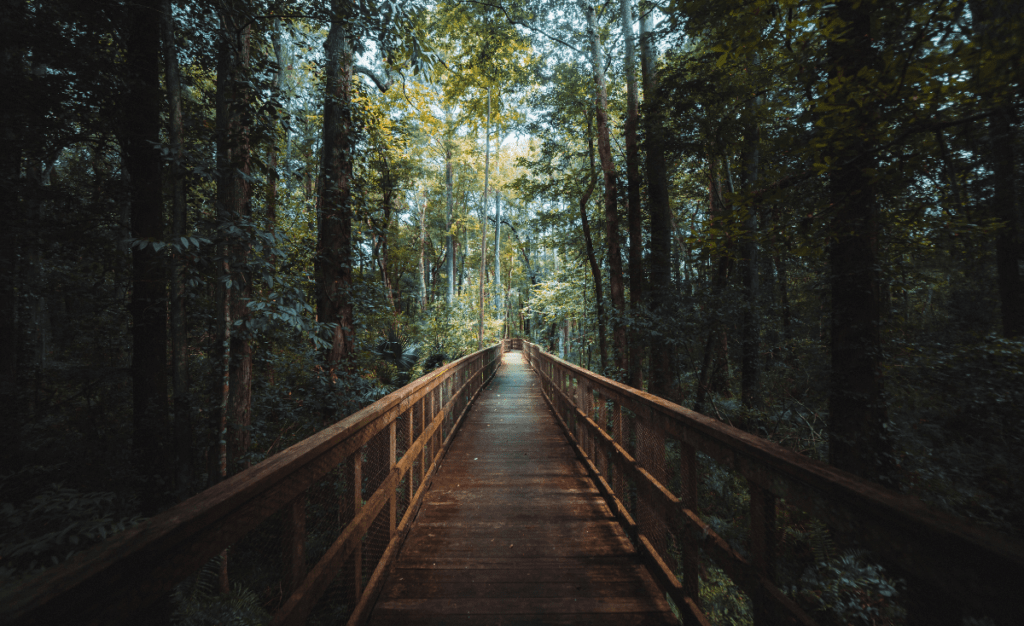 Hidden gems in Dandeli