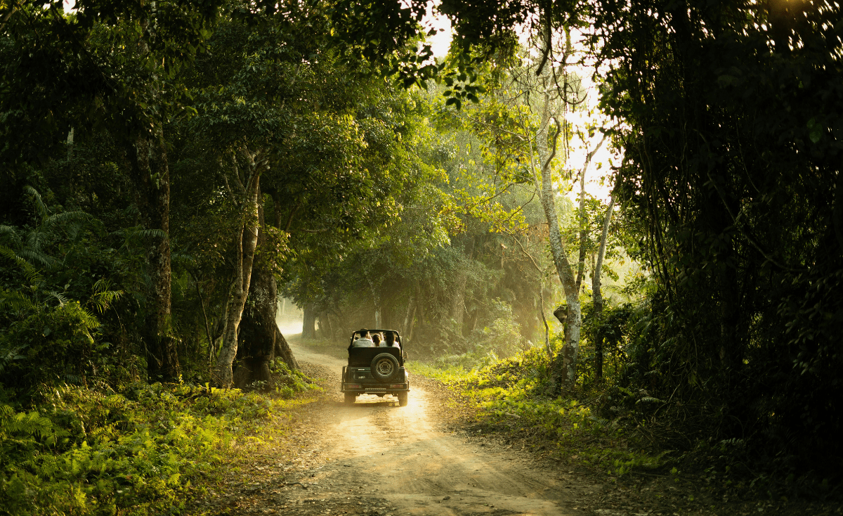 Birdwatching in Dandeli: 15 Species and Where to Find Them — detail