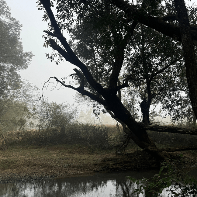 Jungle safari at best resort in dandeli